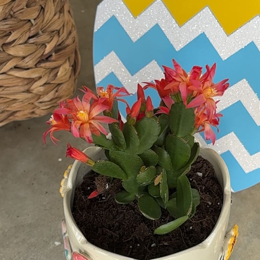 Photo of the plant species Spring Carpet Anacyclus by @FastChervil63 named Mollie on Greg, the plant care app