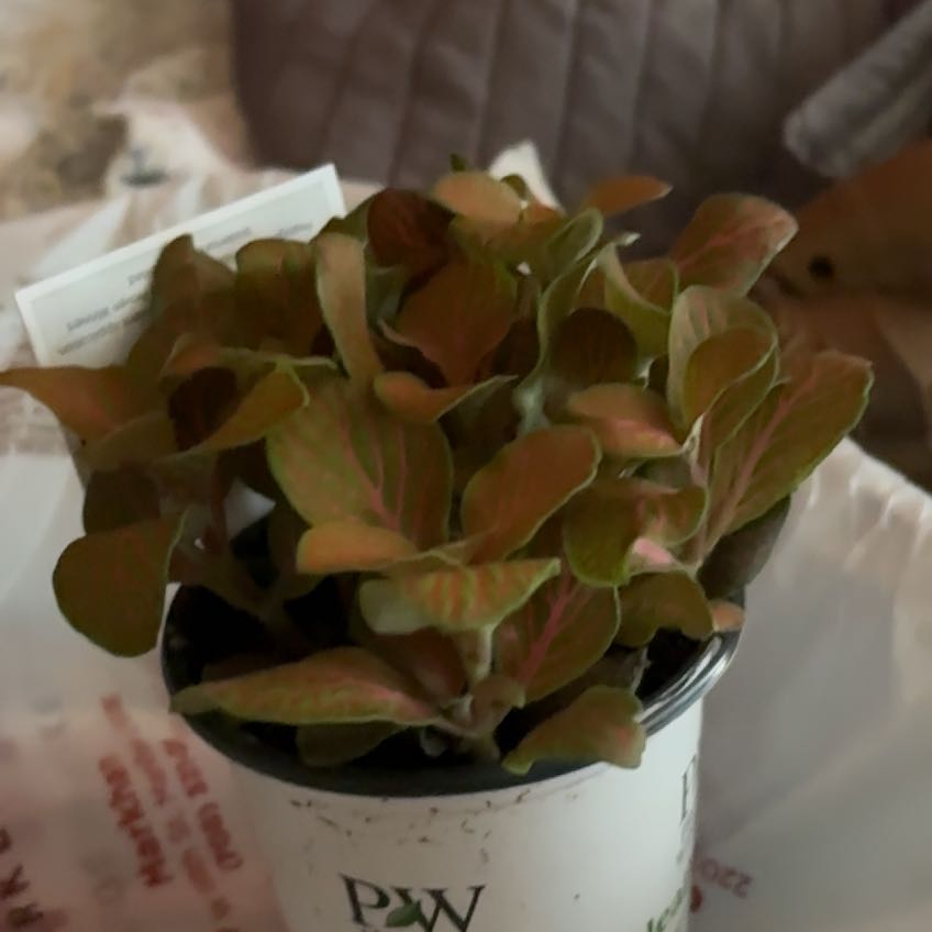 Photo of the plant species Nerve Plant by @CompleteWoreya3 named Zeus on Greg, the plant care app