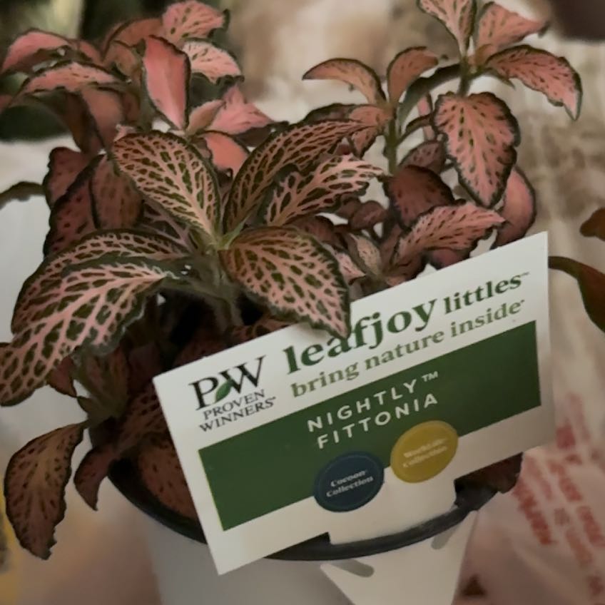 Photo of the plant species Dont Know by @CompleteWoreya3 named Zion on Greg, the plant care app
