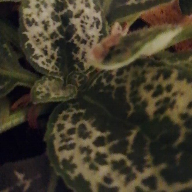 Photo of the plant species Streptocarpus 'Pretty Turtle' by @GroundedFord48 named Fernie Saunders on Greg, the plant care app