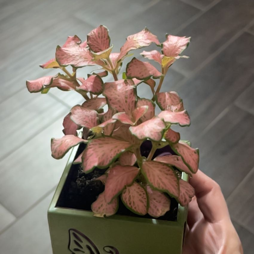 Photo of the plant species Ruby Lime by @Plantita-mom named Marilyn on Greg, the plant care app