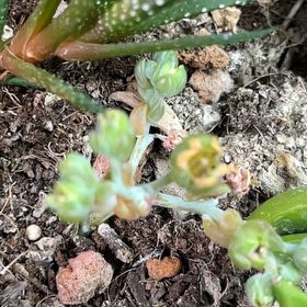 Photo of the plant species Spearleaf Stonecrop by @TopCorncob8 named Marley on Greg, the plant care app