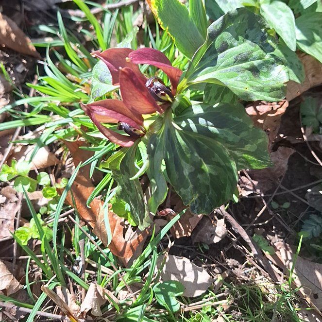 Photo of the plant species Prairie Trillium by @ZippyDoubleclaw named Sanders on Greg, the plant care app