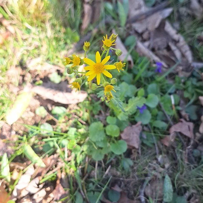 Photo of the plant species Butterweed by @ZippyDoubleclaw named Darwin on Greg, the plant care app