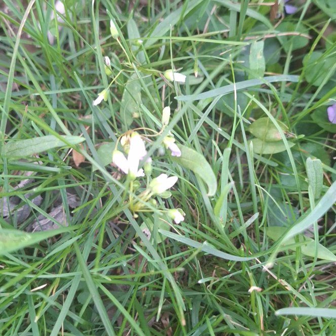 Photo of the plant species Shepherd's Purse by @ZippyDoubleclaw named Elina on Greg, the plant care app