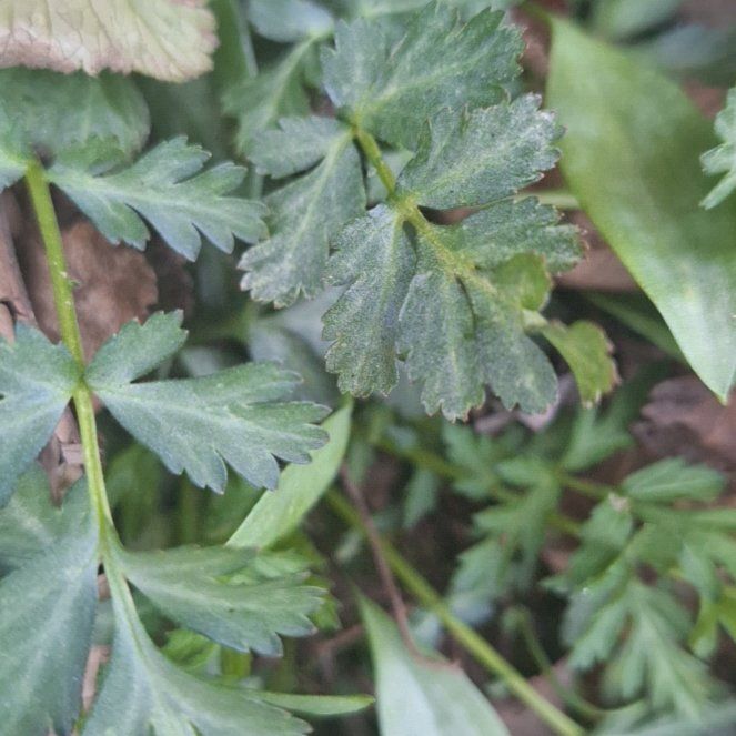 Photo of the plant species Water Dropwort by @ZippyDoubleclaw named Baesil on Greg, the plant care app