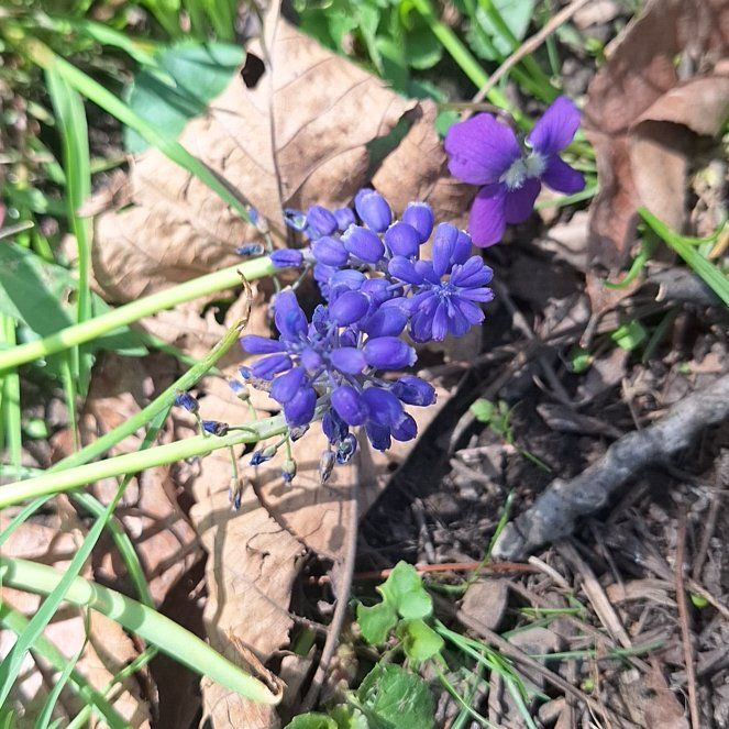 Photo of the plant species Common Grape Hyacinth by @ZippyDoubleclaw named James Dean on Greg, the plant care app