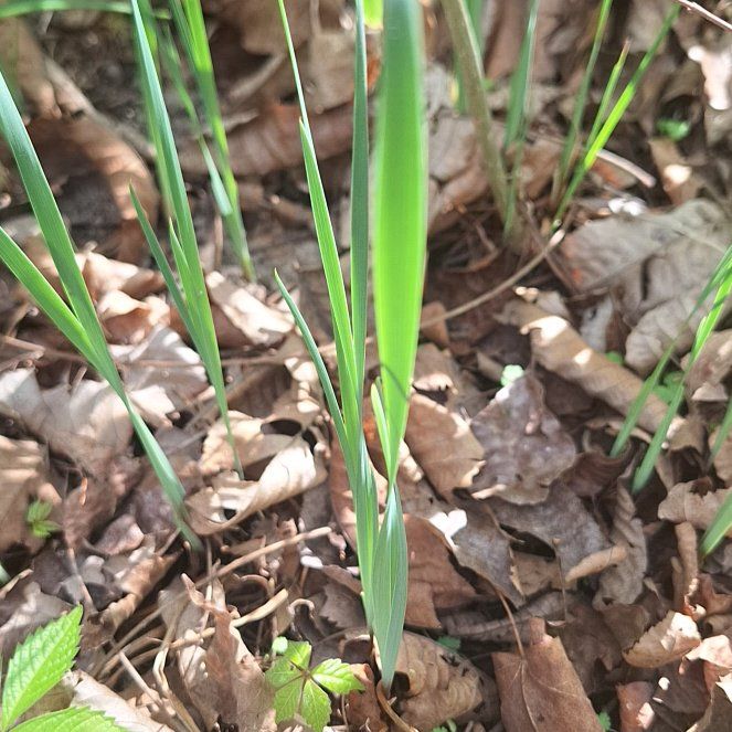 Photo of the plant species Cogon Grass by @ZippyDoubleclaw named Bella on Greg, the plant care app