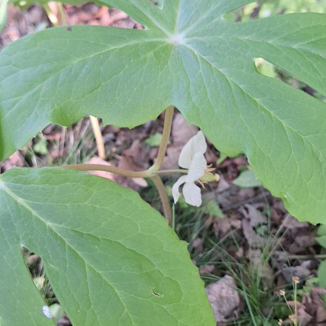 Photo of the plant species Mayapple by @ZippyDoubleclaw named Nithin on Greg, the plant care app