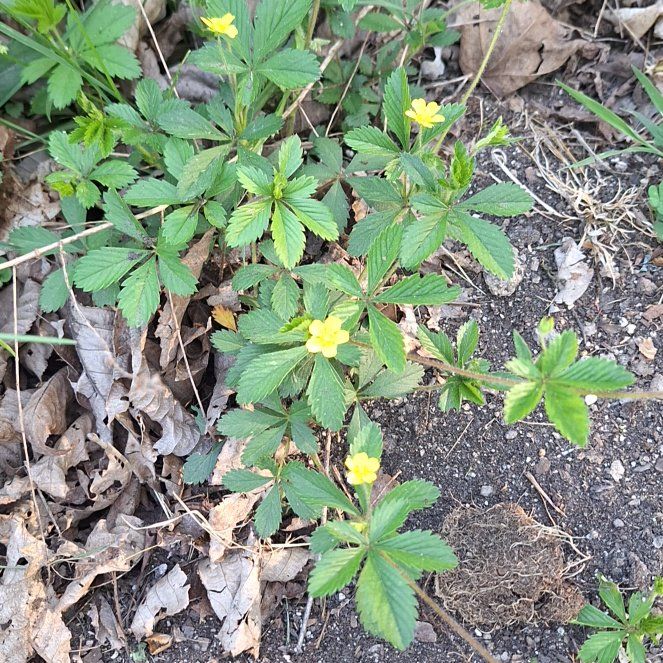 Photo of the plant species Norwegian Cinquefoil by @ZippyDoubleclaw named Lavender on Greg, the plant care app