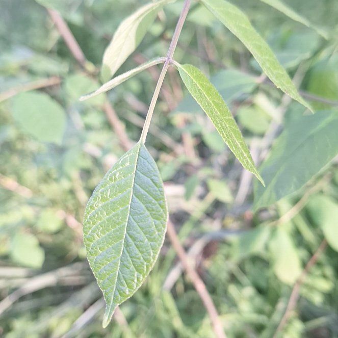 Photo of the plant species Box Elder by @ZippyDoubleclaw named Sigmund on Greg, the plant care app
