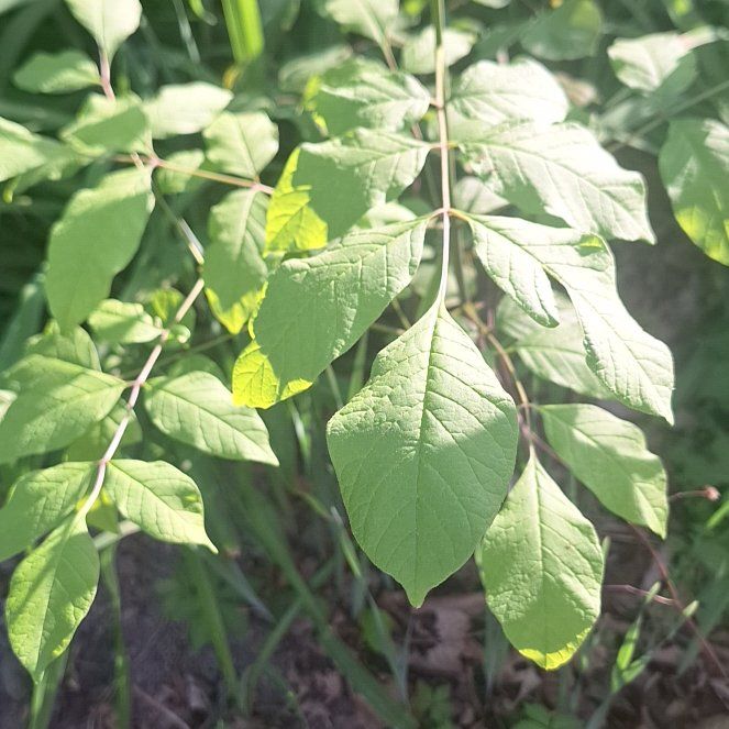 Photo of the plant species Box Elder by @ZippyDoubleclaw named Gomez on Greg, the plant care app