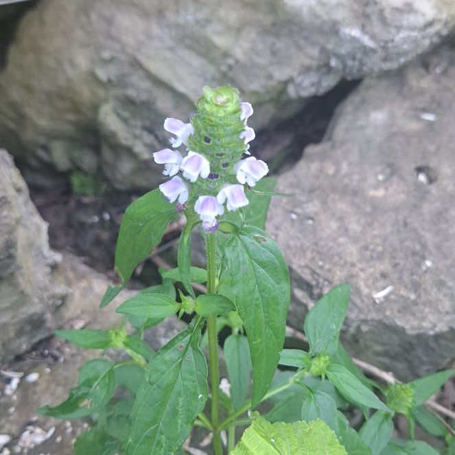 Photo of the plant species Common Selfheal by @ZippyDoubleclaw named Robert Plant on Greg, the plant care app