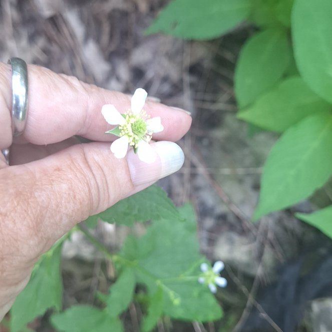 Photo of the plant species White Avens by @ZippyDoubleclaw named da Vinci on Greg, the plant care app