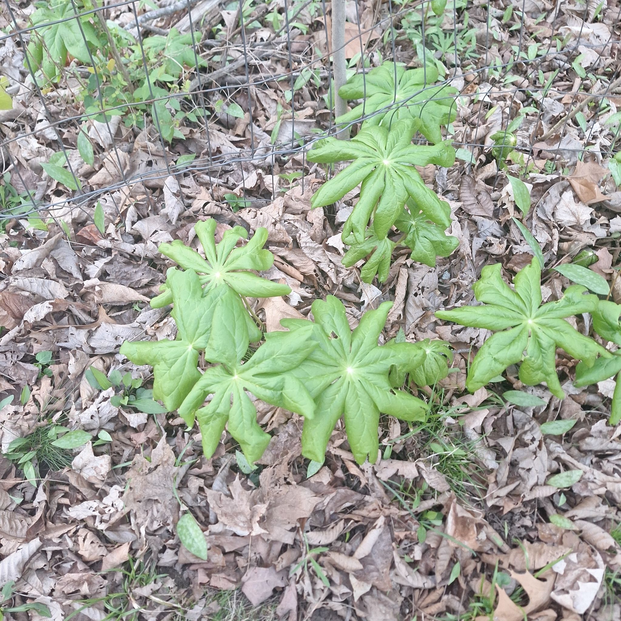 Photo of the plant species Mayapple by @ZippyDoubleclaw named Lebron on Greg, the plant care app