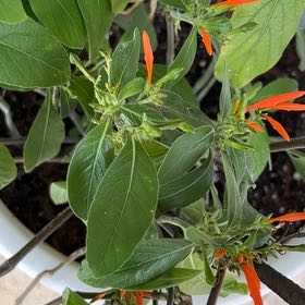 Photo of the plant species Mohintli by @AnewFlyingsquid named Navajo on Greg, the plant care app