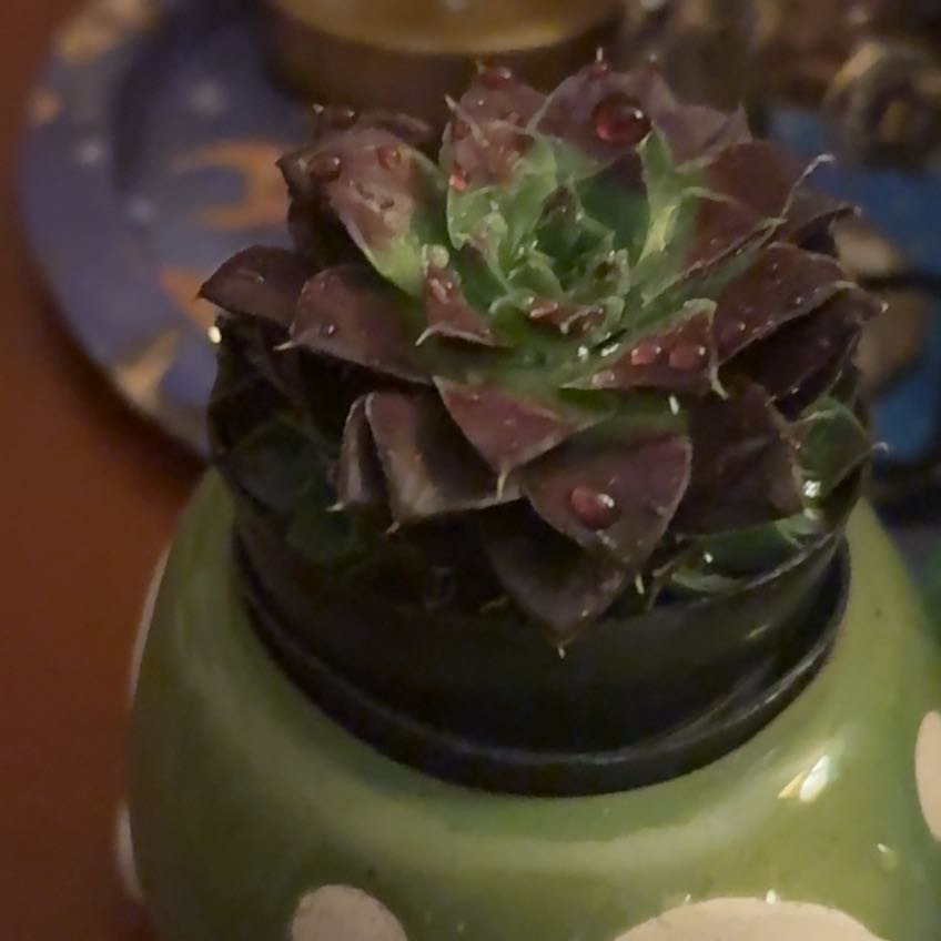 Photo of the plant species Jovibarba by @BuffTutsan66 named Messi on Greg, the plant care app