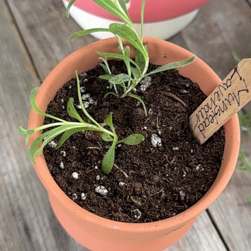 Photo of the plant species Munstead Lavender by @YouthfulHoya2 named Munstead on Greg, the plant care app
