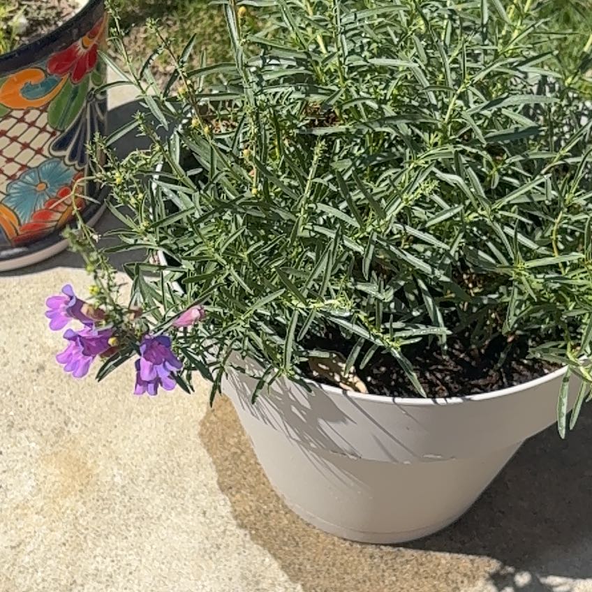 Photo of the plant species Beardtongue by @FunCorrea84 named Elle on Greg, the plant care app