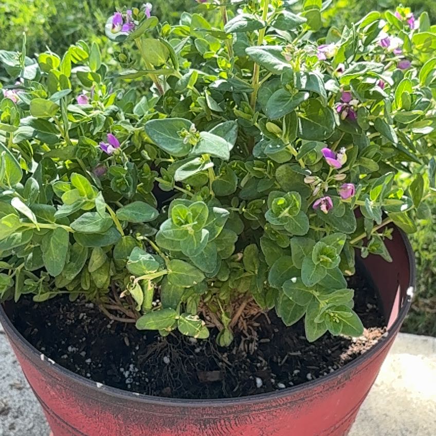 Photo of the plant species Sweet Pea Bush by @FunCorrea84 named Marilyn on Greg, the plant care app