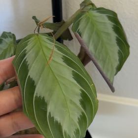 Photo of the plant species Maranta by @OutgoingMostii named Austen on Greg, the plant care app
