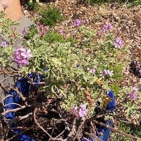 Photo of the plant species Dakota Mock Vervain by @GodsendTozzia24 named McKinley on Greg, the plant care app