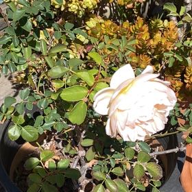 Photo of the plant species Scotch Rose by @GodsendTozzia24 named Marilyn on Greg, the plant care app