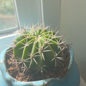 Photo of the plant species Ferocactus histrix by @NeatOxtongue44 named Morgan Treeman on Greg, the plant care app