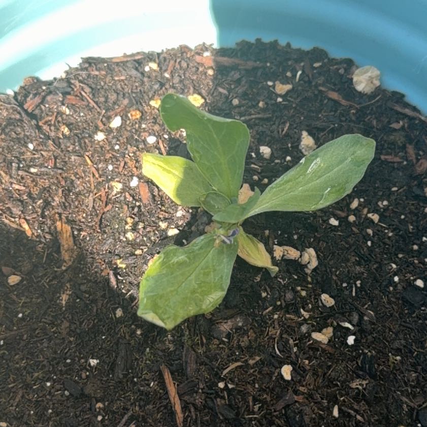 Photo of the plant species Dark-Throat Shootingstar by @NeatOxtongue44 named Diana on Greg, the plant care app