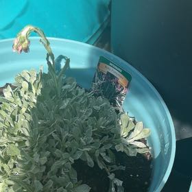 Photo of the plant species Rosy Pussytoes by @NeatOxtongue44 named Leonardo on Greg, the plant care app