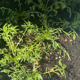 Photo of the plant species Chamomile by @NeatOxtongue44 named Foxxy on Greg, the plant care app
