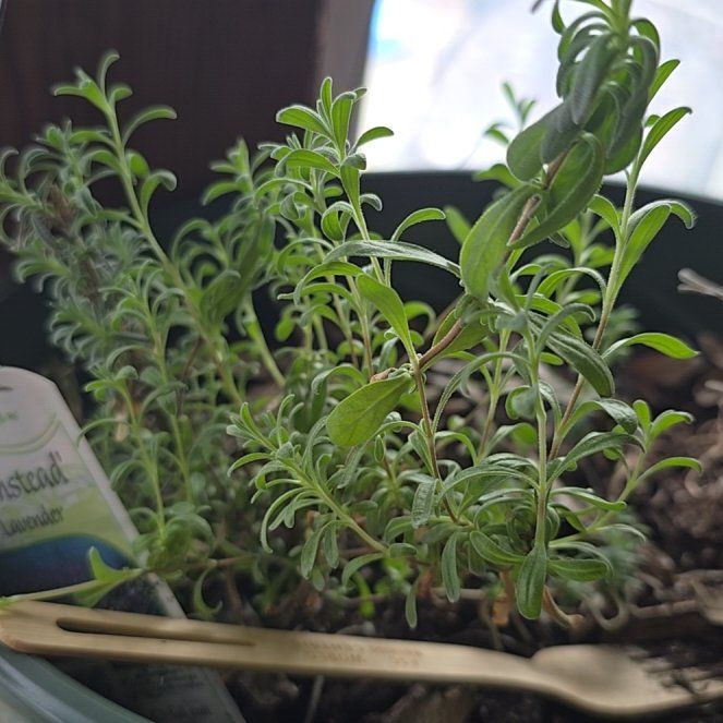 Photo of the plant species Perennial Savory by @HotFord27 named Planty on Greg, the plant care app