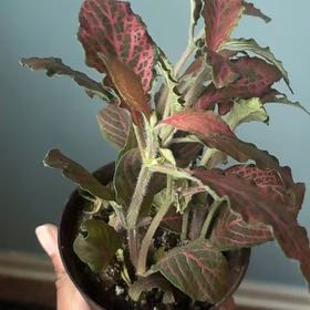 Photo of the plant species Fittonia by @PoshIceplant70 named Orwell on Greg, the plant care app