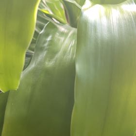 Photo of the plant species Kahili Ginger by @HighPersia52 named Zion on Greg, the plant care app