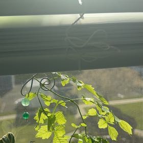 Photo of the plant species Flamboyant Tree by @EnrichingPuriri named Maya on Greg, the plant care app