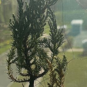 Photo of the plant species Japanese Cedar by @EnrichingPuriri named Keanu Leaves on Greg, the plant care app