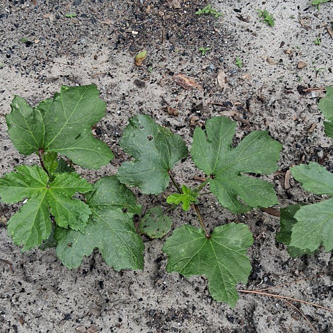 Photo of the plant species Okra by @UpliftedPlain71 named Sahara on Greg, the plant care app