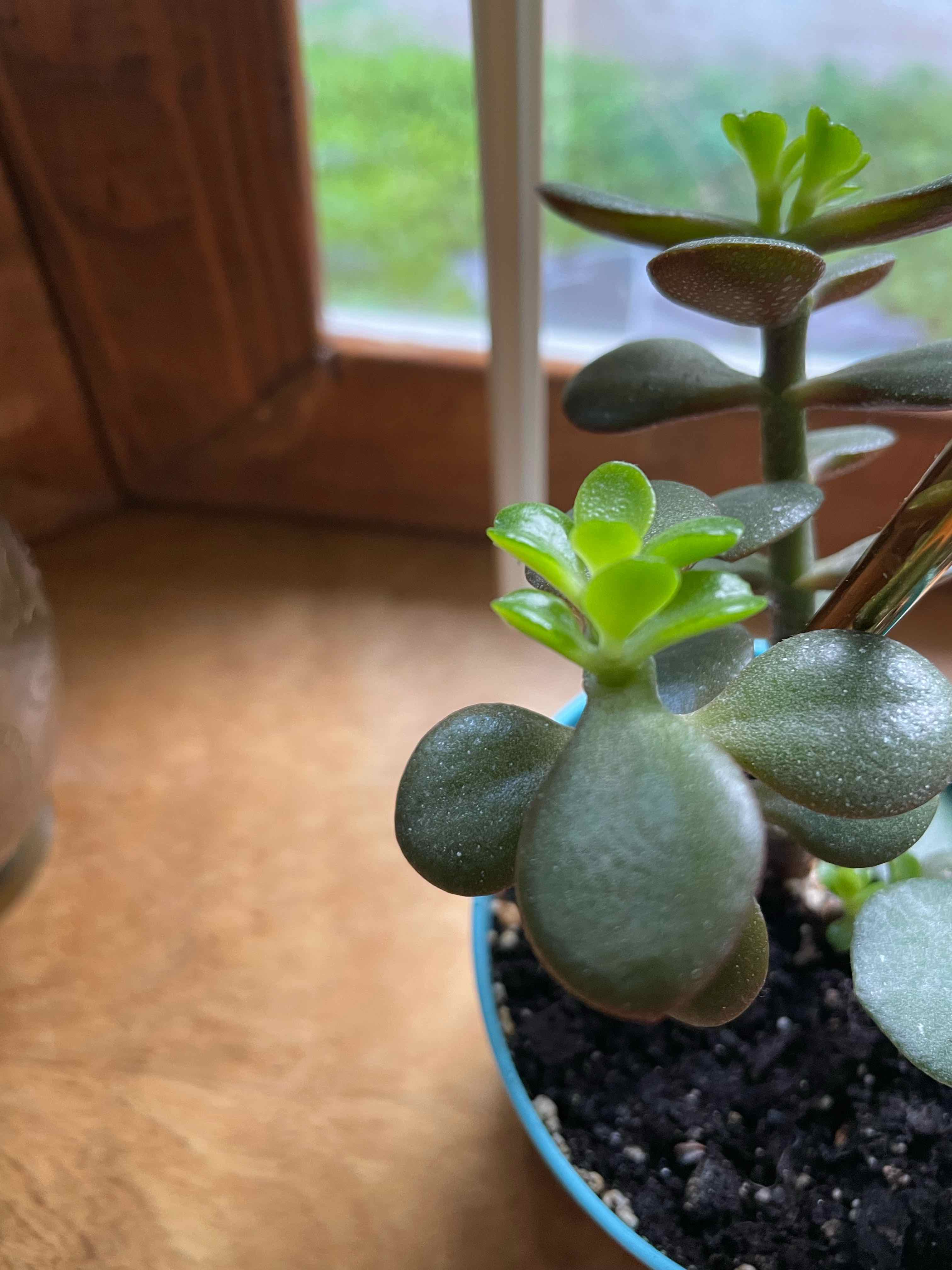 Mochi