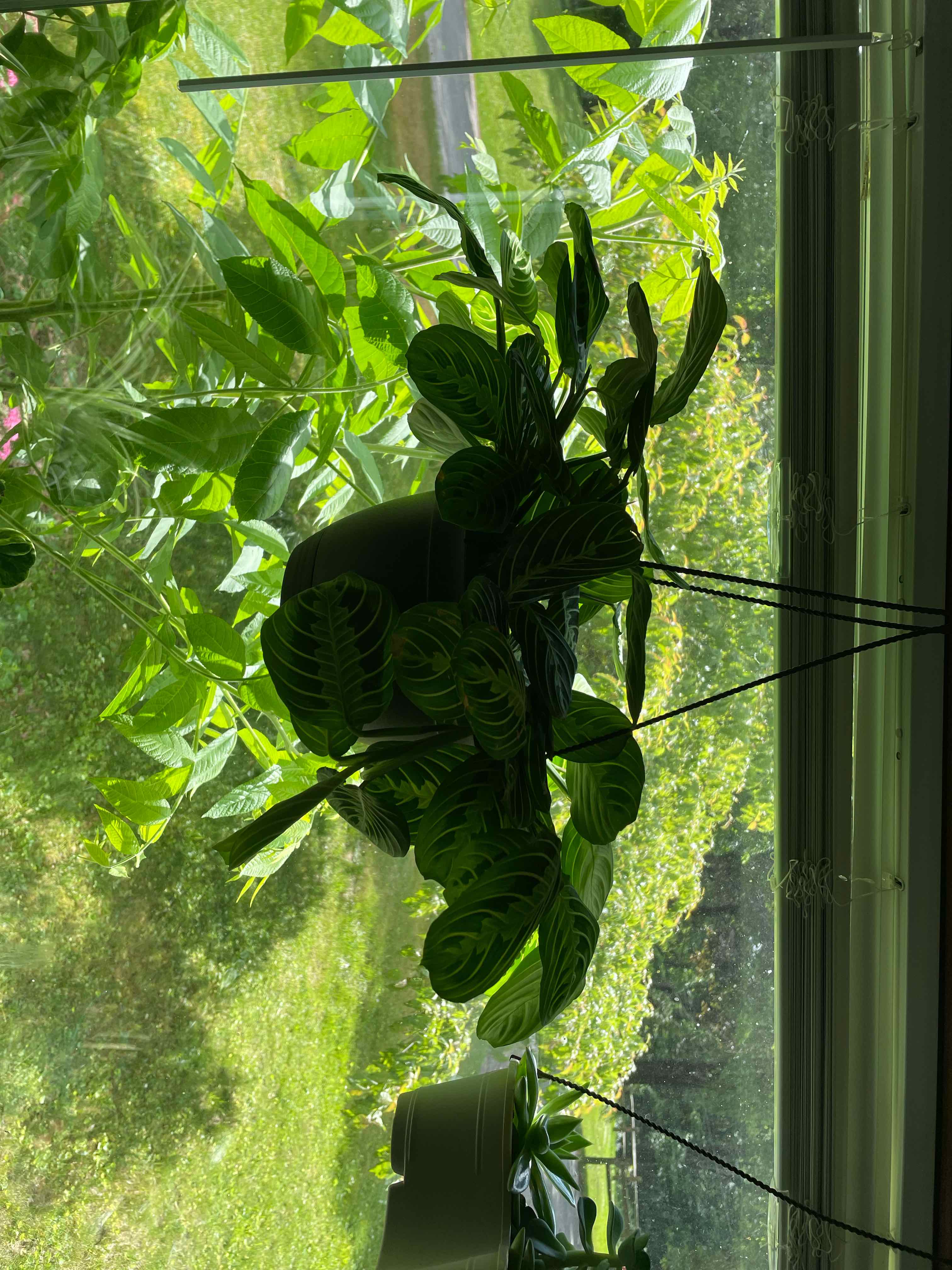 Photo of the plant species Marisela Prayer Plant by @Culverslover named Castiel on Greg, the plant care app