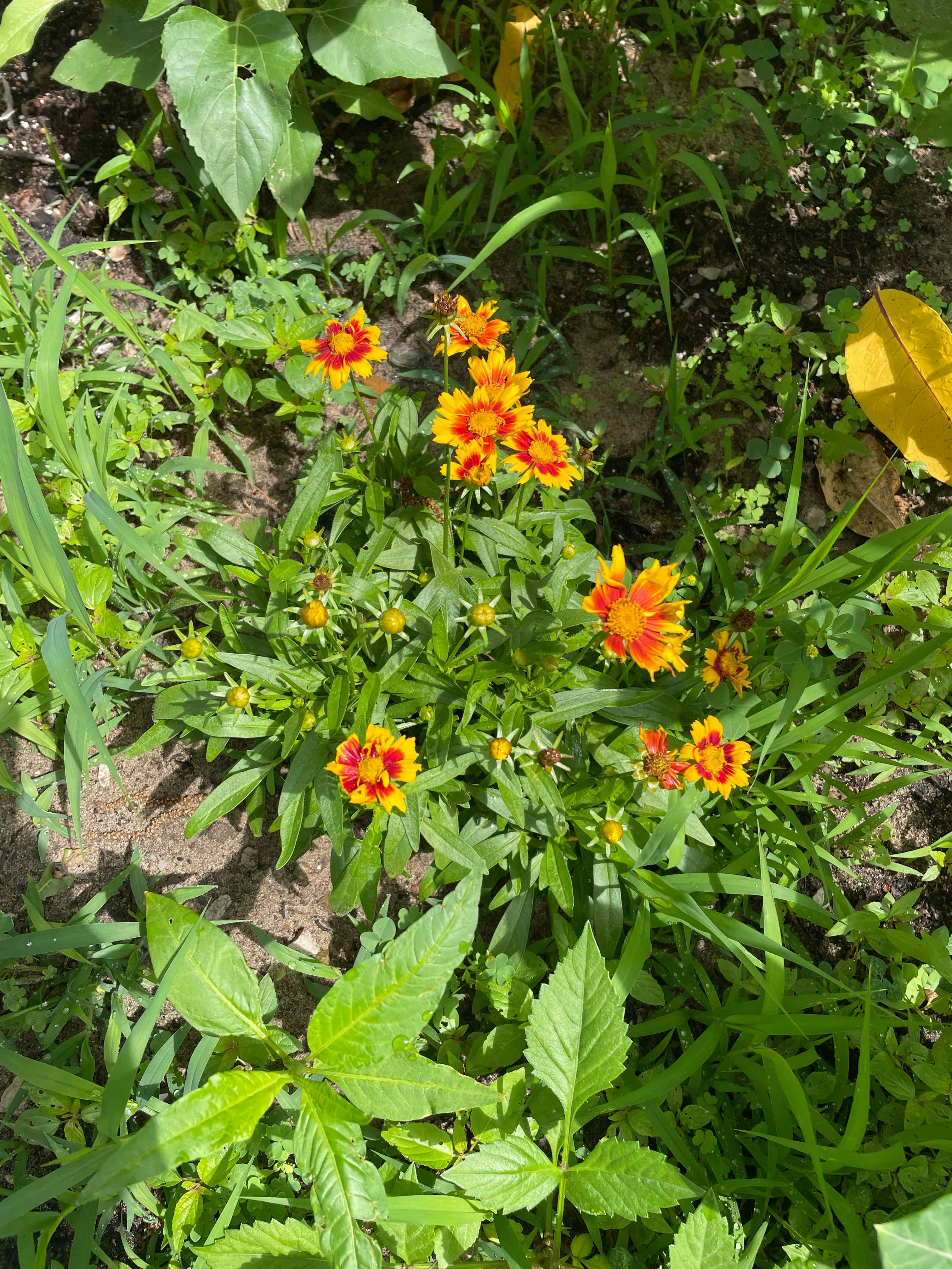 Photo of the plant species Uptick Gold And Bronze Coreopsis by @Culverslover named Day court on Greg, the plant care app