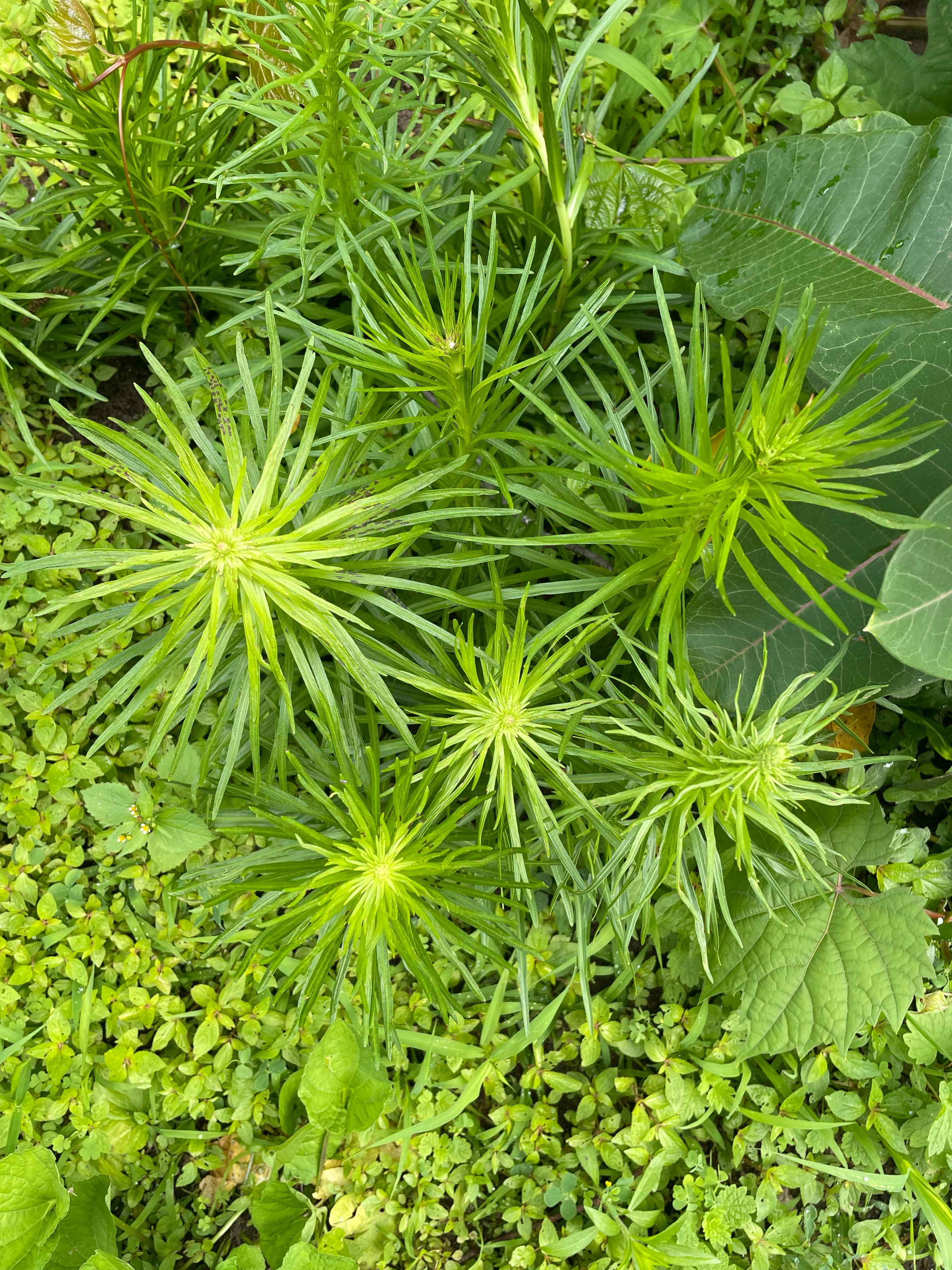 Photo of the plant species Liatris 'Mixed' by @Culverslover named Firework on Greg, the plant care app