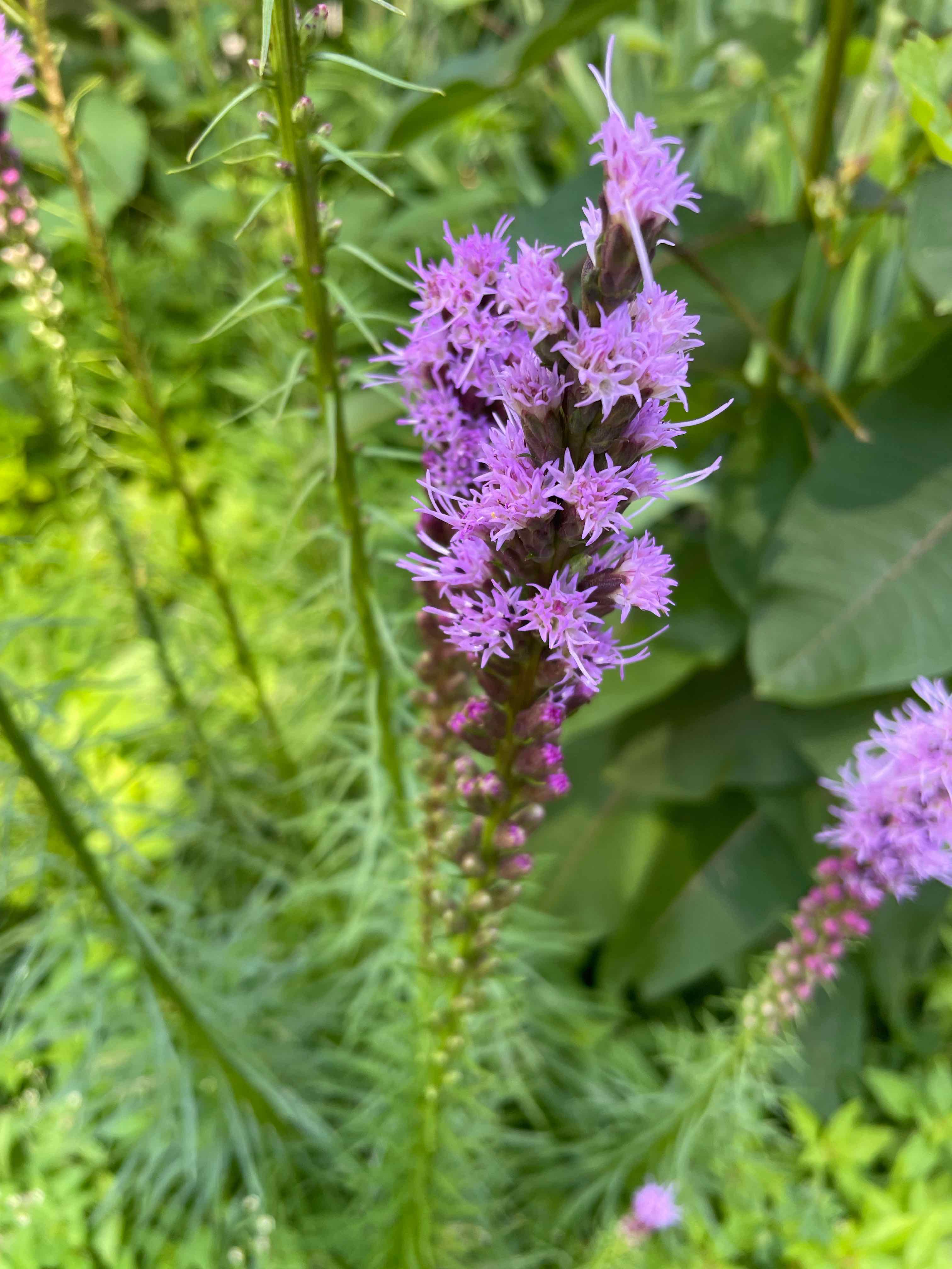 Photo of the plant species Liatris 'Mixed' by @Culverslover named Firework on Greg, the plant care app