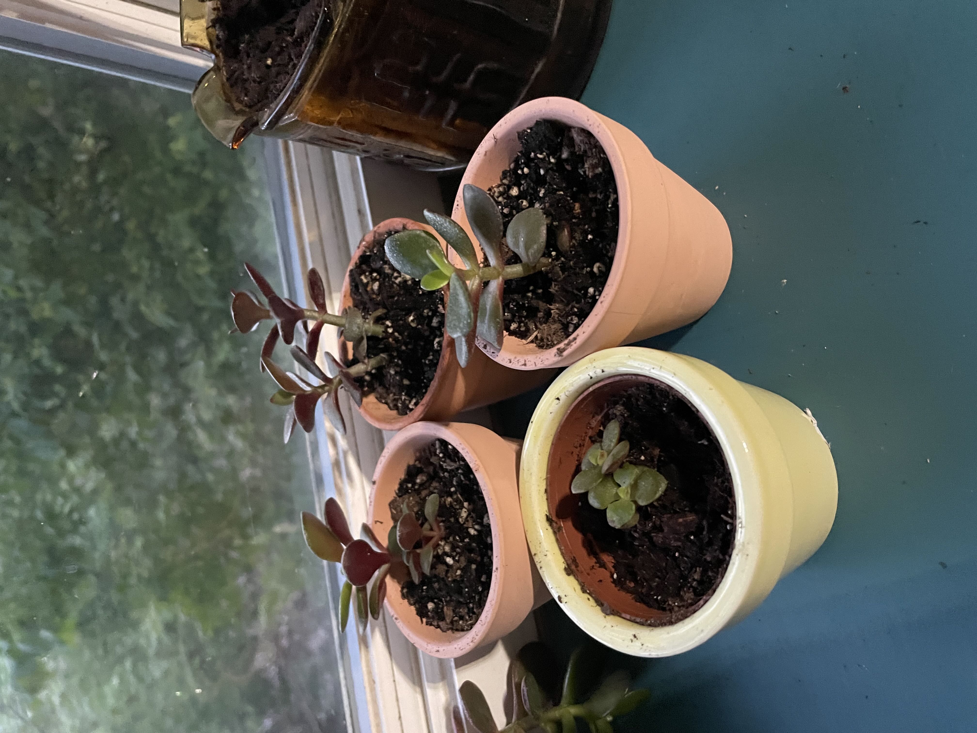 Photo from the post