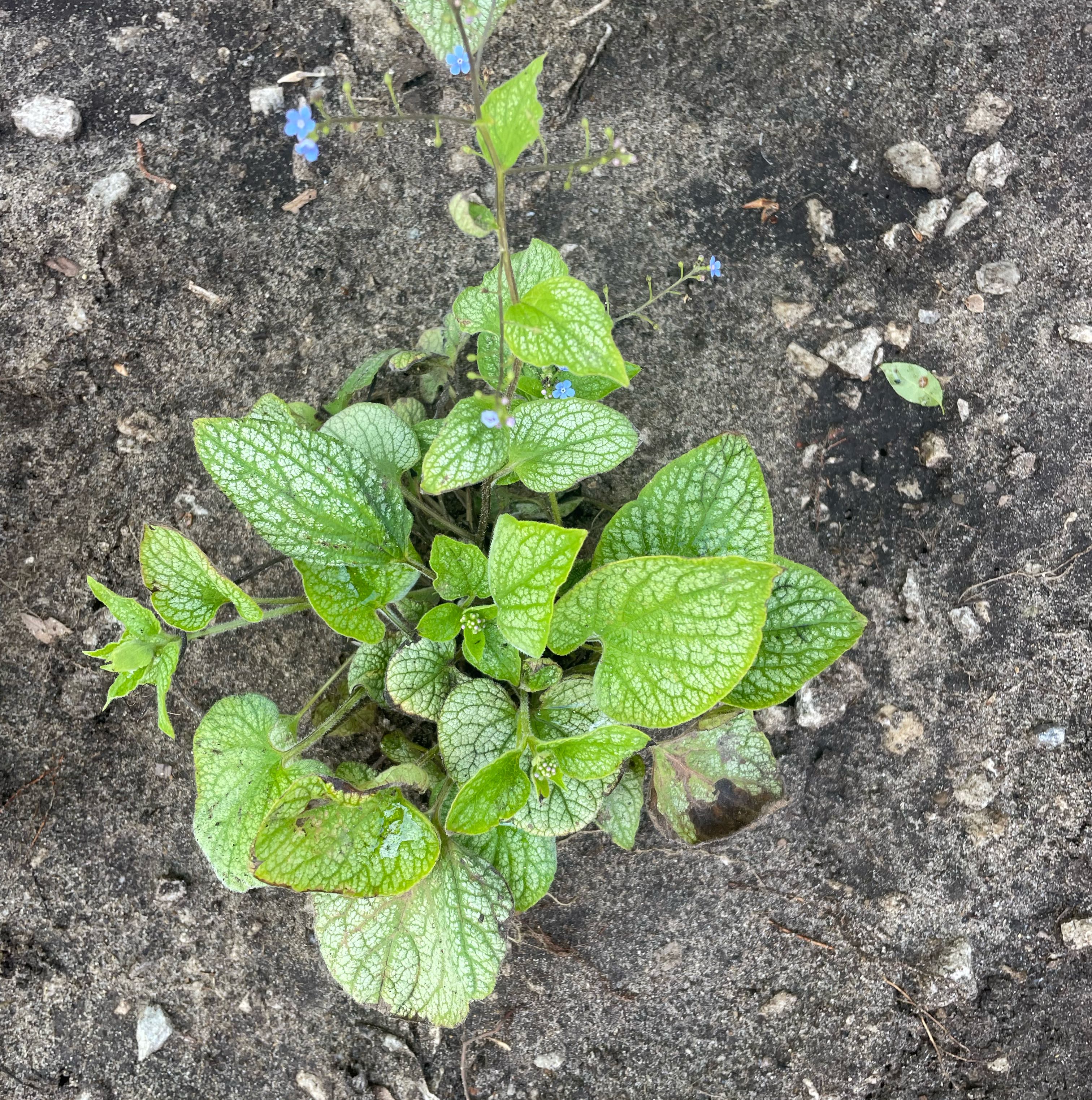 Photo of the plant species False Forget-Me-Not by @Culverslover named Violet (silver one) on Greg, the plant care app