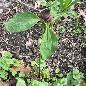 Photo of the plant species Prairie Trillium by @Culverslover named Cleopatra on Greg, the plant care app