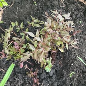 Photo of the plant species Astilbe 'Pink' by @Culverslover named Maya on Greg, the plant care app