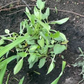 Photo of the plant species Blackeyed Susan by @Culverslover named Xaden on Greg, the plant care app