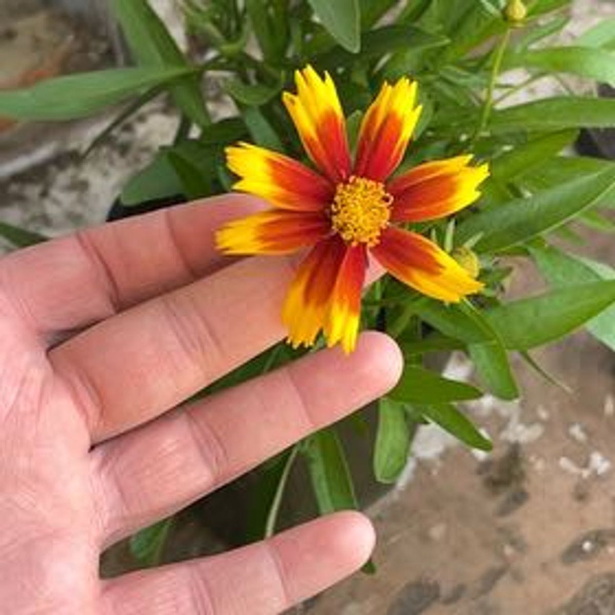 Photo from the post