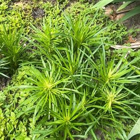 Photo of the plant species Liatris 'Mixed' by @Culverslover named Firework on Greg, the plant care app