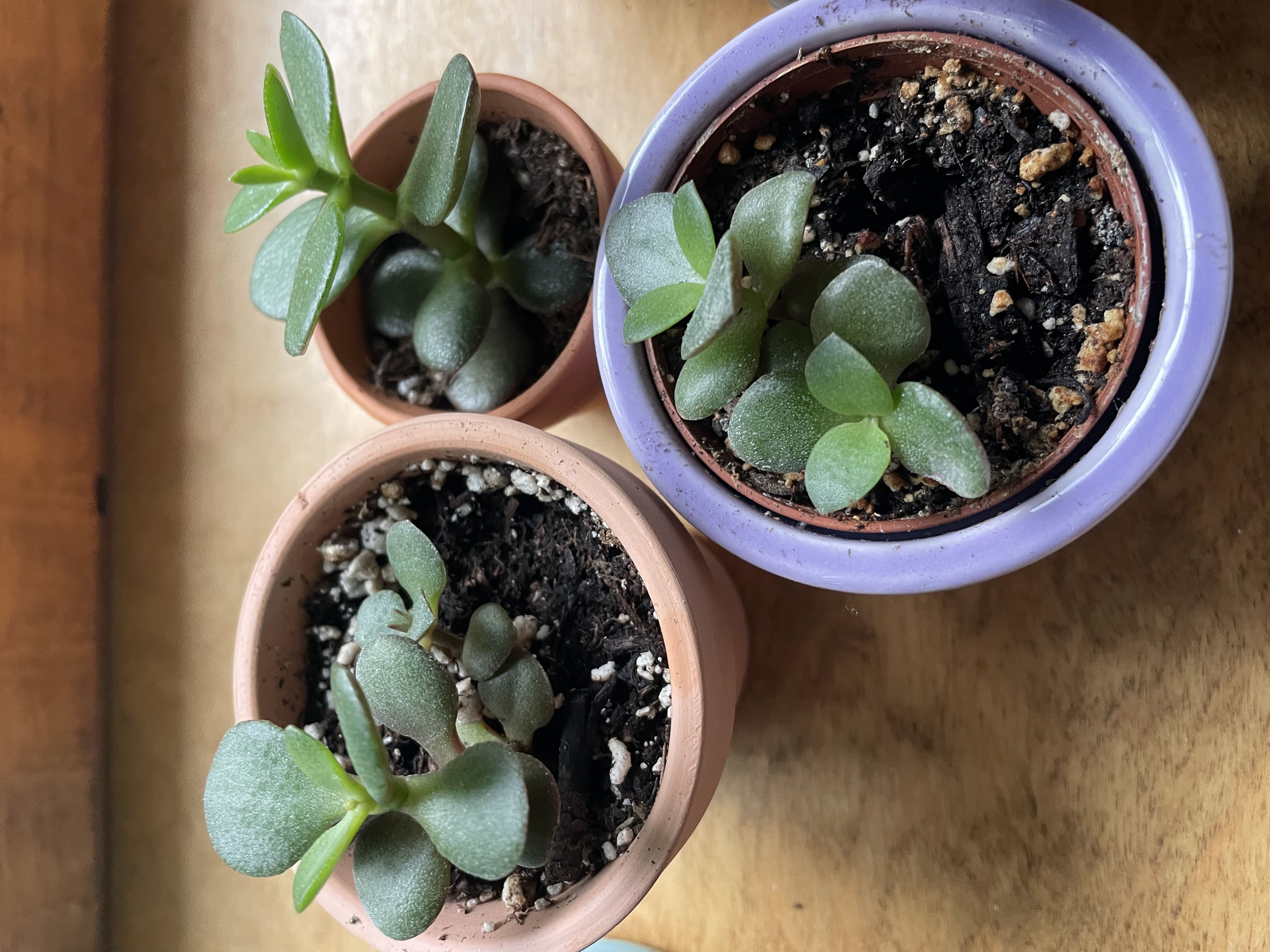 Photo from the post